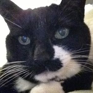 Meet your Posher, Morgan